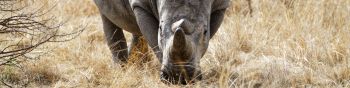 Обои 1590x400 мощный носорог, заповедник Намбити Хиллс