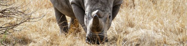 powerful rhinoceros, commander Nambiti Hills Wallpaper 1590x400