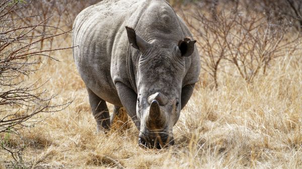 powerful rhinoceros, commander Nambiti Hills Wallpaper 7680x4320