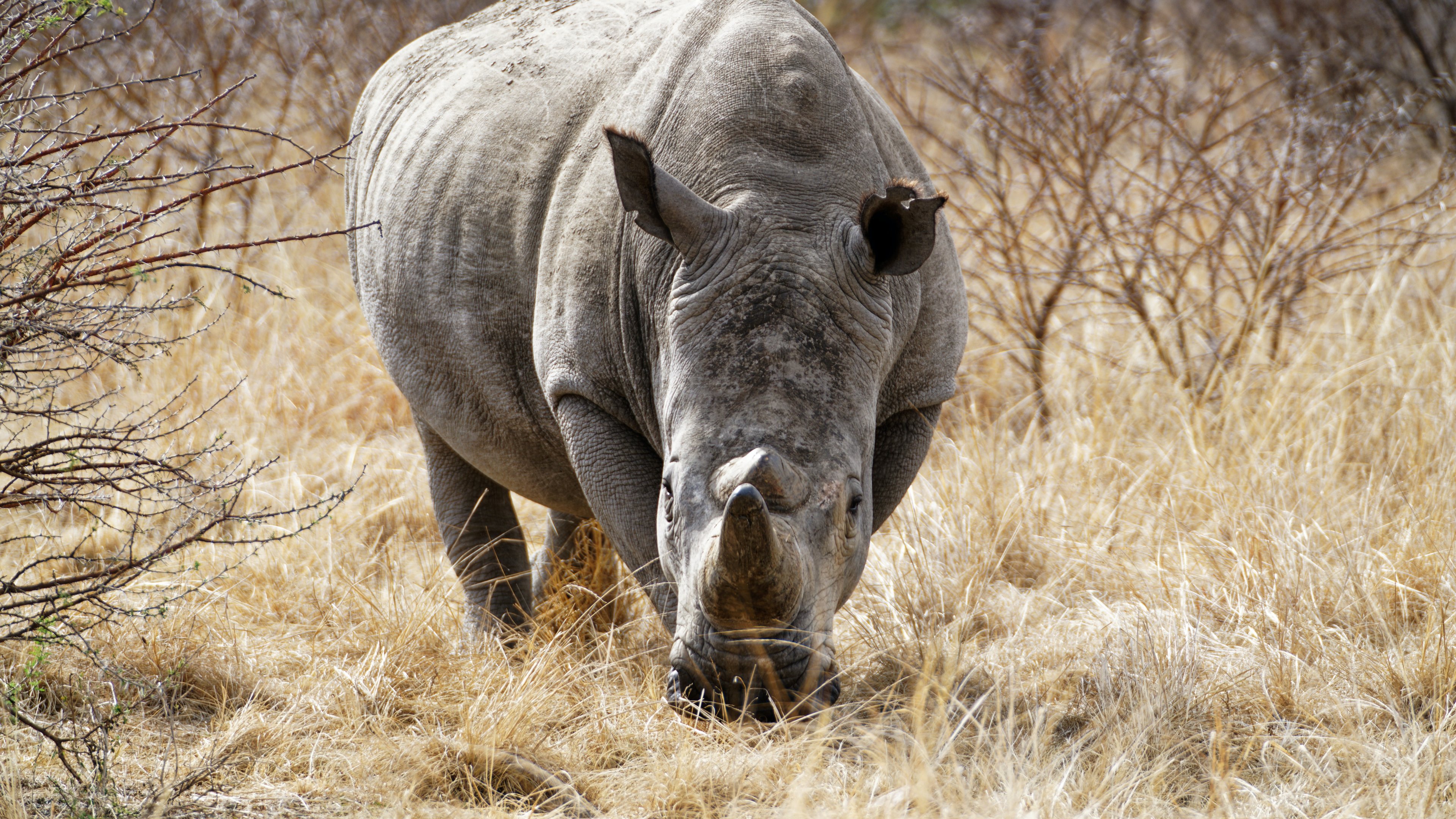носорогу в жопе голова фото 34