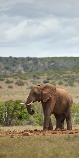 africa, pair of elephants Wallpaper 720x1440