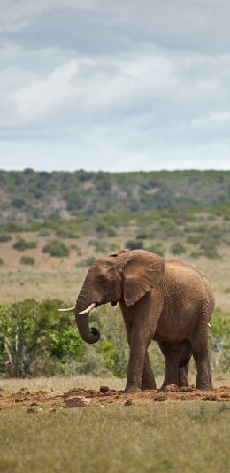 africa, pair of elephants Wallpaper 1080x2220