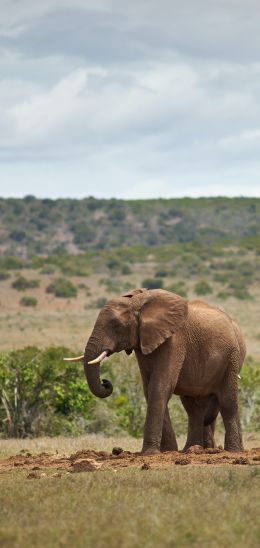 africa, pair of elephants Wallpaper 720x1520