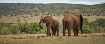 africa, pair of elephants Wallpaper 3440x1440