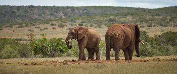 africa, pair of elephants Wallpaper 2560x1080