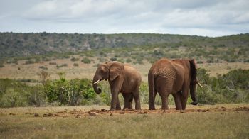 Обои 1600x900 Африка, пара слонов