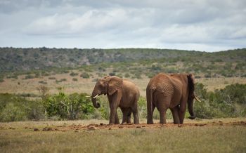 africa, pair of elephants Wallpaper 1920x1200