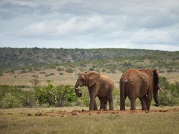 africa, pair of elephants Wallpaper 1024x768