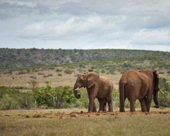 africa, pair of elephants Wallpaper 1280x1024