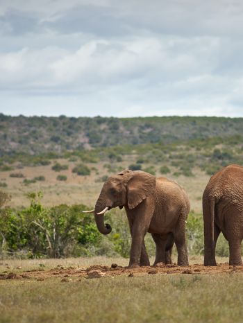 Обои 1536x2048 Африка, пара слонов