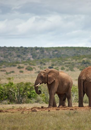 Обои 1668x2388 Африка, пара слонов