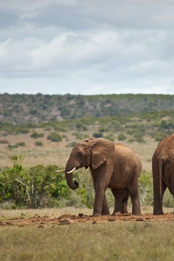 Обои 640x960 Африка, пара слонов