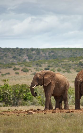 Обои 1752x2800 Африка, пара слонов