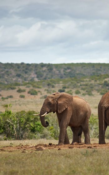 Обои 800x1280 Африка, пара слонов