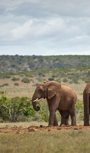 Обои 600x1024 Африка, пара слонов