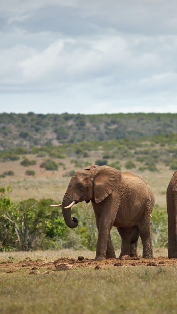 africa, pair of elephants Wallpaper 640x1136
