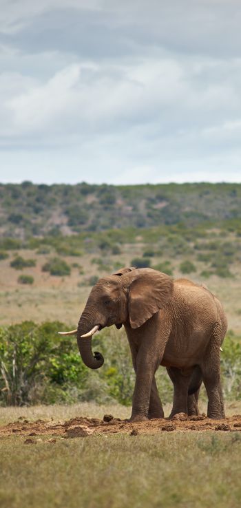africa, pair of elephants Wallpaper 1080x2280