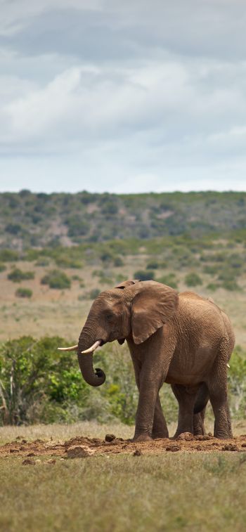 Обои 828x1792 Африка, пара слонов