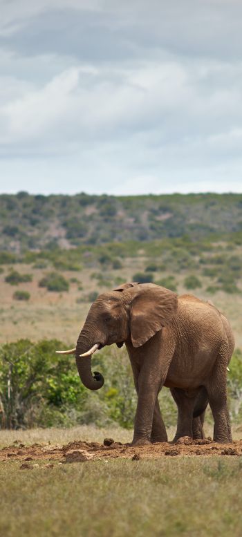 africa, pair of elephants Wallpaper 1080x2400