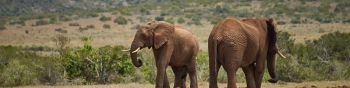 africa, pair of elephants Wallpaper 1590x400