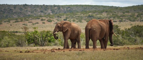 africa, pair of elephants Wallpaper 2560x1080