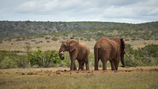 Обои 1366x768 Африка, пара слонов