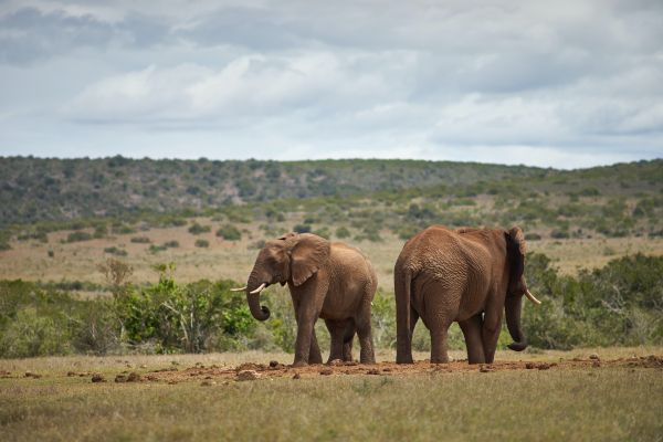 Обои 6000x4000 Африка, пара слонов