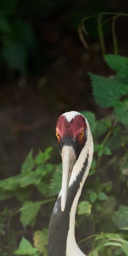 heron, bird Wallpaper 720x1440