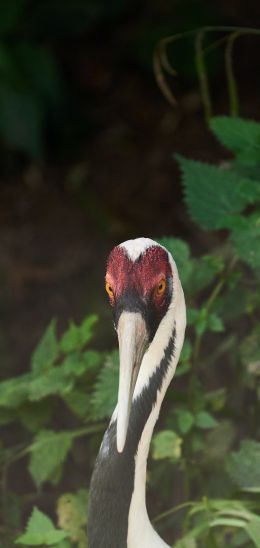 heron, bird Wallpaper 1440x3040