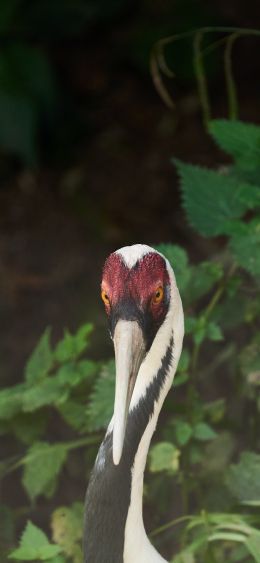 heron, bird Wallpaper 1080x2340