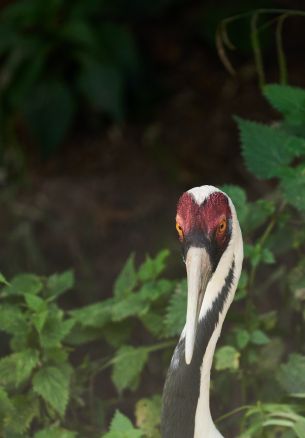 heron, bird Wallpaper 1640x2360