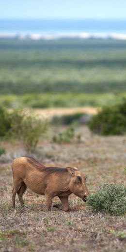 wild boar, africa Wallpaper 720x1440