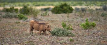 wild boar, africa Wallpaper 2560x1080