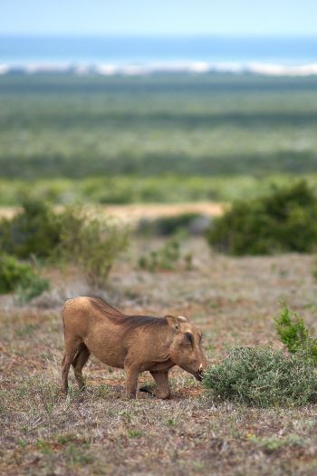 wild boar, africa Wallpaper 640x960