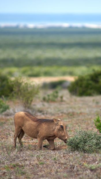 wild boar, africa Wallpaper 640x1136