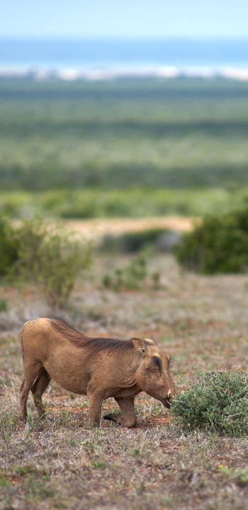 wild boar, africa Wallpaper 1080x2220