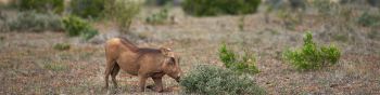 wild boar, africa Wallpaper 1590x400
