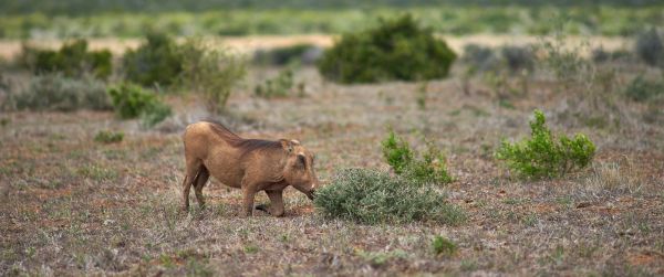 wild boar, africa Wallpaper 3440x1440