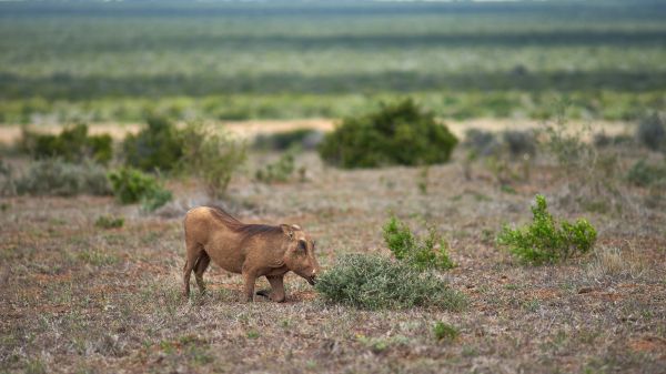 wild boar, africa Wallpaper 3840x2160