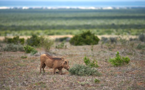 wild boar, africa Wallpaper 1920x1200