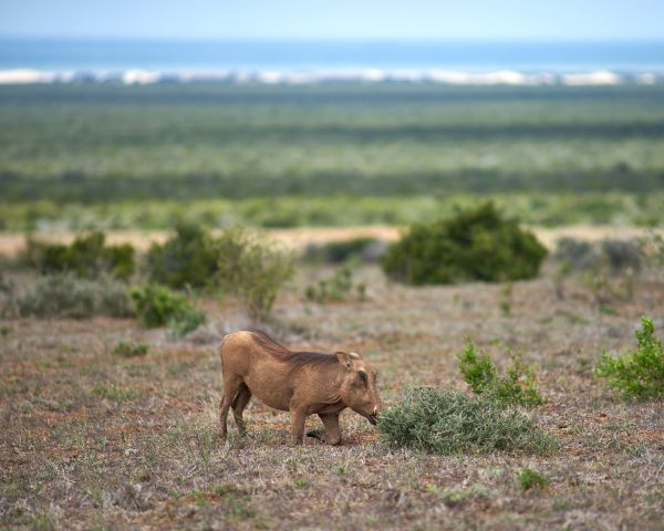 wild boar, africa Wallpaper 1280x1024