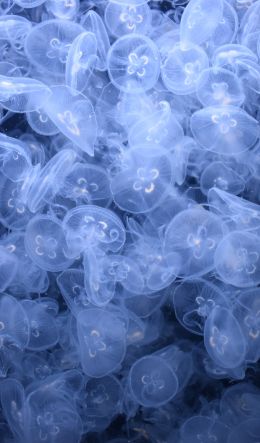 a lot of jellyfish, underwater world Wallpaper 600x1024