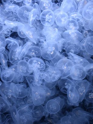 a lot of jellyfish, underwater world Wallpaper 2048x2732