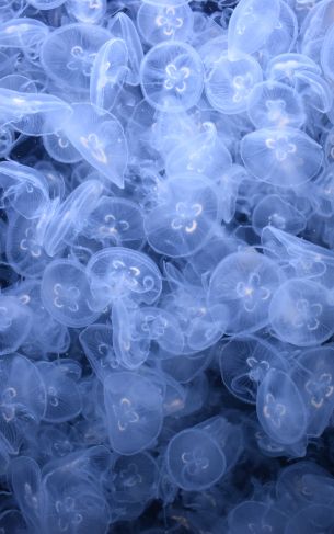 Обои 1752x2800 много медуз, подводный мир