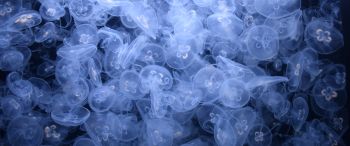 Обои 3440x1440 много медуз, подводный мир
