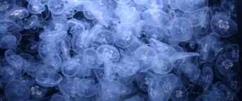 Обои 2560x1080 много медуз, подводный мир