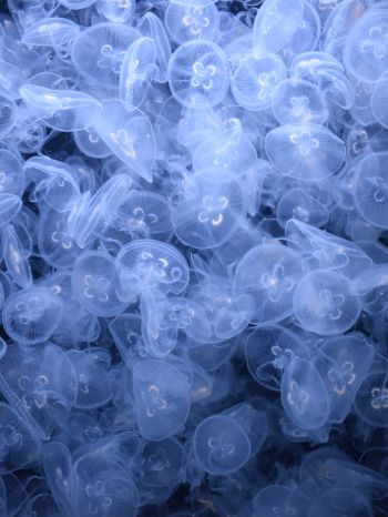 Обои 2048x2732 много медуз, подводный мир