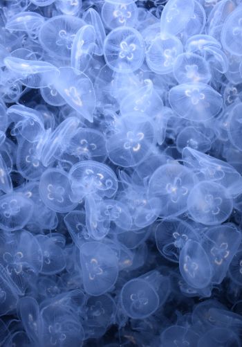 Обои 1668x2388 много медуз, подводный мир