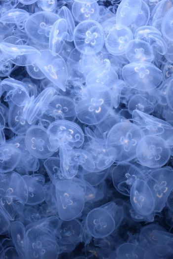 a lot of jellyfish, underwater world Wallpaper 640x960
