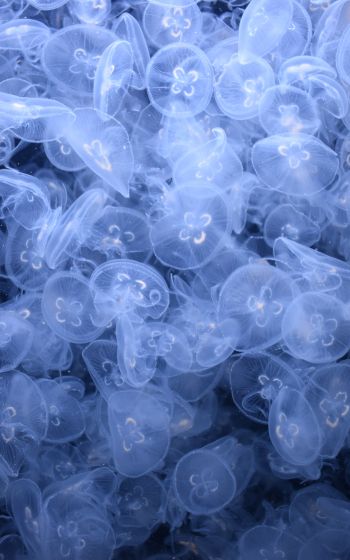 Обои 800x1280 много медуз, подводный мир